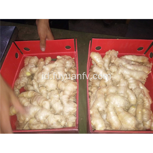 250g dan jahe kering udara